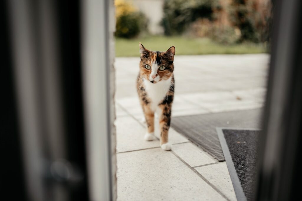 Katze kommt von draußen durch die Balkontür.